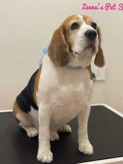 Zeenu's Pet Spa - Dog Grooming & Spa Cocker Spaniels & Beagles photo 8