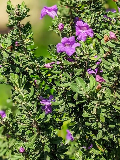 The soft purple blooms of the Texas Sage bush add a pop of color and a delicate texture to this garden bed. It's a hardy plant that we love using for its beauty and resilience.