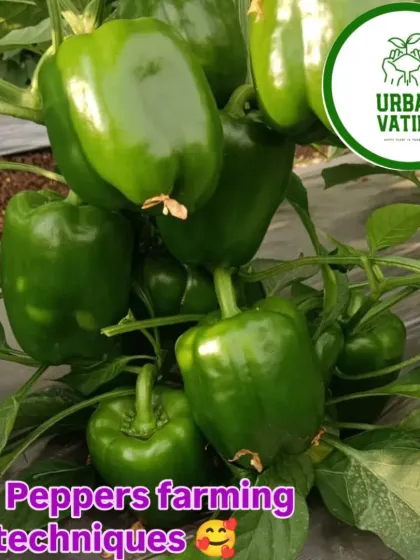 We set up farms for high-yield bell pepper (capsicum) cultivation, using mulch film to ensure optimal growing conditions.