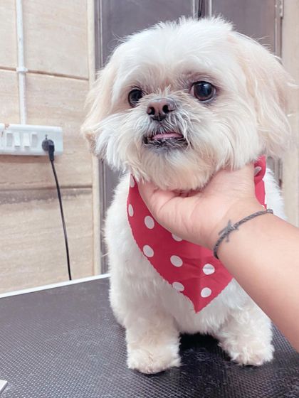 A gentle hand for cutie Myrah. I always make sure the dogs feel loved and secure.