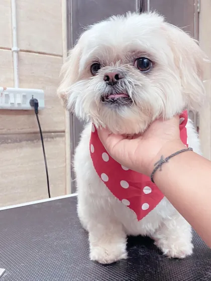 A gentle hand for cutie Myrah. I always make sure the dogs feel loved and secure.