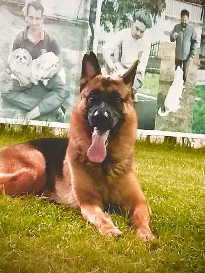 A happy German Shepherd enjoying a moment of relaxation on our lush green lawn. We provide ample space for larger breeds to stretch their legs, sunbathe, and enjoy the fresh air in a safe, enclosed environment.