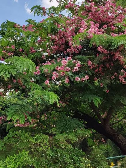 The delicate pink Cassia trees were in full bloom during our walk through Lalbagh. We love helping people connect with the botanical history and beauty of Bangalore.