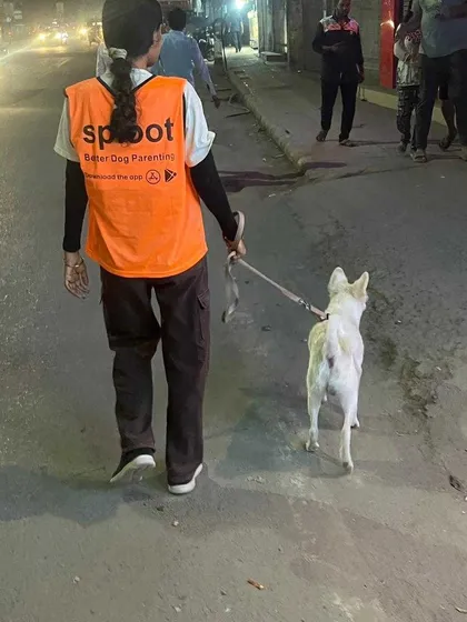 An Indie enjoying a night walk. Our services are available from early morning to late evening to fit your schedule.