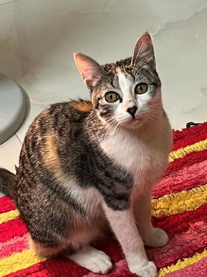 Little Maya on her first catcation. I have a soft spot for kittens and make sure they get lots of gentle playtime and socialization.