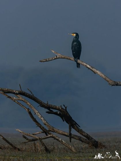 Another frame from Bharatpur, capturing the stark beauty of a cormorant against the misty morning landscape.