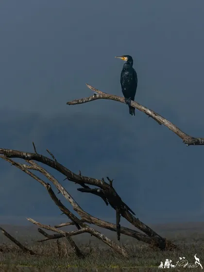 Another frame from Bharatpur, capturing the stark beauty of a cormorant against the misty morning landscape.