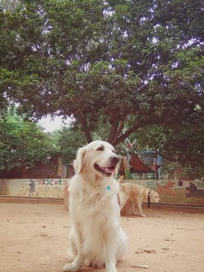 PetStepin - Pet Boarding & Daycare Portraits of Our Happy Guests photo 42