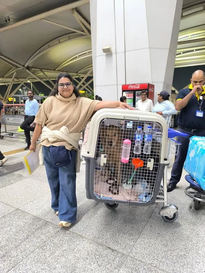 Mufasa the Golden Retriever is ready for his flight from Delhi to Los Angeles! I provide large, sturdy crates that give bigger dogs plenty of room to stand and turn around comfortably during their flight.