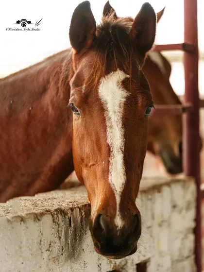 A curious horse peeks over its stable door. My stables are a great spot for photos and for getting to know the horses.