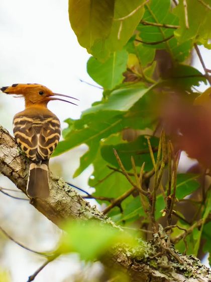 A Eurasian Hoopoe, with its distinctive crown of feathers, perches on a branch.