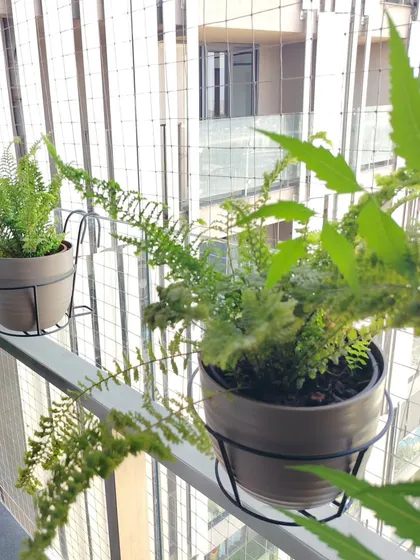 Ferns are a great choice for adding delicate texture to your garden. Here they are placed in railing planters on a balcony, adding a soft touch of green.