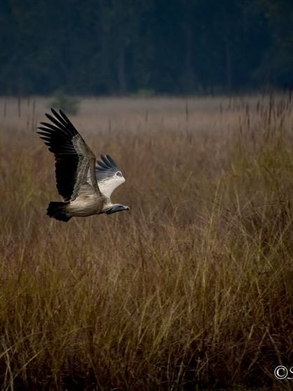 Avian Wonders: A World of Wings photo 8