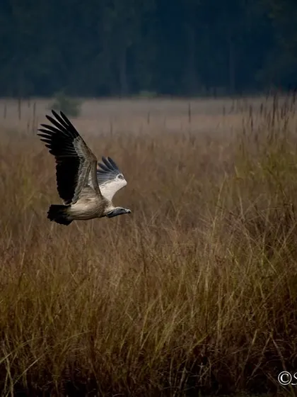 An Indian Vulture gliding low over the grasslands. The moody lighting and natural landscape create a dramatic scene, highlighting the bird's connection to its environment.
