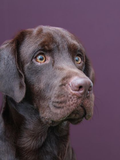 A classic, noble portrait of Loki. The simple background and expert lighting create a timeless image that showcases his handsome features.