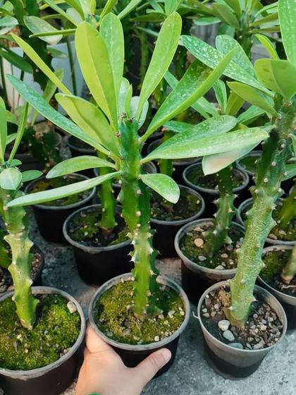 A closer look at the Madagascar Palm seedlings. You can see the small spines on their trunks.