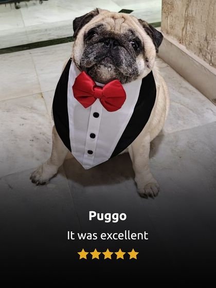 Puggo, dressed to impress, gives an "excellent" five-star review. It's fulfilling to know our mission is making a real difference for pets and their parents.