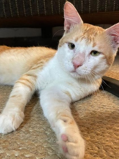 This is Tingmo, a 6-month-old rescued kitten who was found injured. Despite a dislocated limb, he is incredibly playful and active. He is now neutered, healthy, and ready for a loving home.