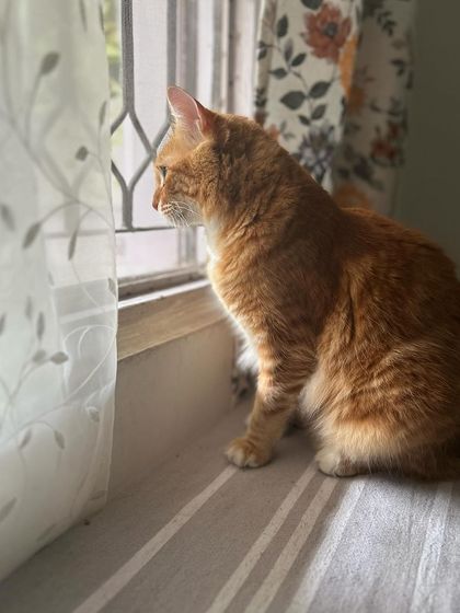 Monty is on window-watch. The views provide endless entertainment, from watching birds to keeping an eye on the other pets in the garden.