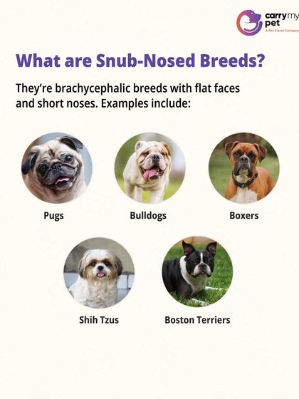 CarryMyPet - Pet Travel & Parenting Consultation Your Pet Travel Questions, Answered photo 15