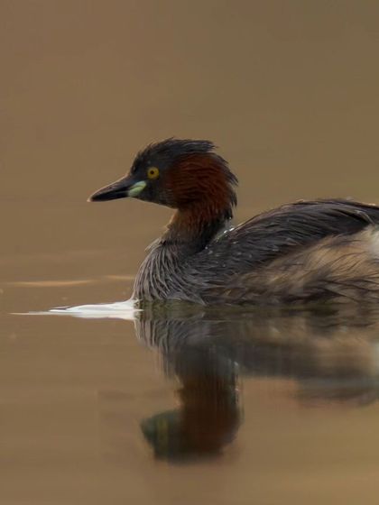 A Little Grebe swimming in the warm light of the golden hour, its reflection creating a beautiful effect on the water.
