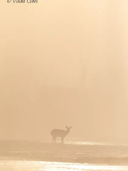 A lone Sambar deer appears through the morning mist in Corbett, reminding me of the golden deer from our epic, the Ramayana. The jungle often creates these magical, almost divine moments during the golden hours of sunrise.