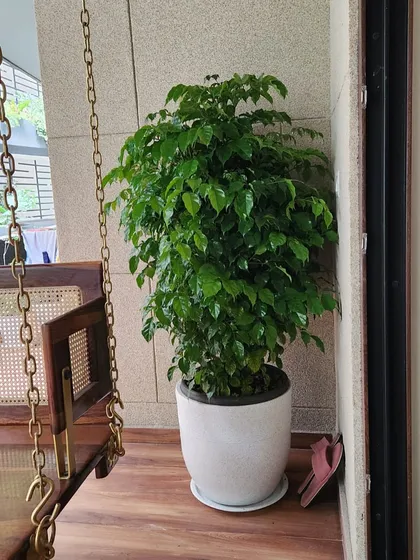 Here is a large, healthy China Doll plant adding a splash of vibrant green to a client's balcony. We placed it in a simple white ceramic pot to complement the wooden swing and create a cozy reading nook.