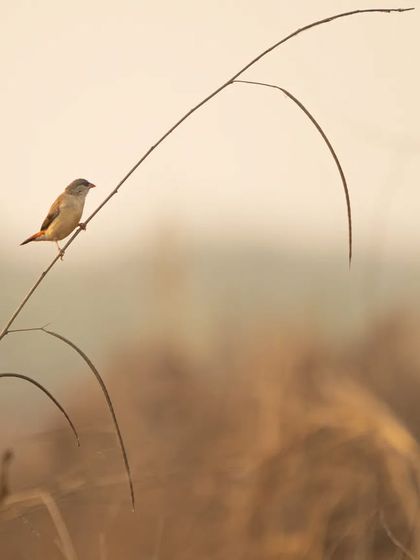 A female Red Munia perched delicately in the grasslands of Navi Mumbai. This photo is part of a series celebrating the diverse ecosystems we inhabit.