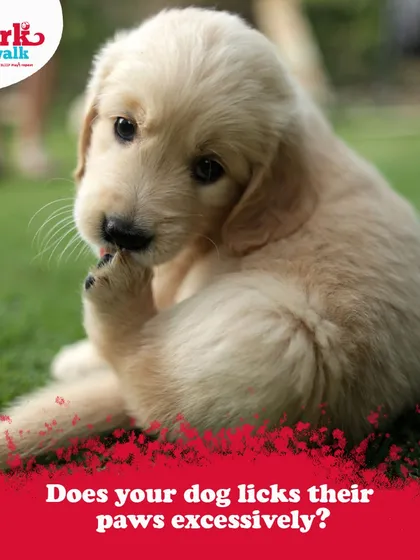 If you notice your dog licking their paws excessively, it's their way of telling you something is wrong. This graphic explains some common causes, from allergies to anxiety, which we can help you identify and manage.
