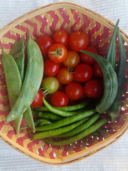 A mixed basket of love from the pods. Cherry tomatoes, flat beans, okra, and chillies, all grown together and harvested on the same day.