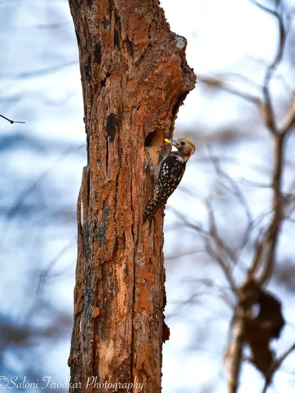 The male Yellow-crowned Woodpecker, identified by its red crown, tending to the nest. It's a wonderful example of shared parenting duties in the bird world.
