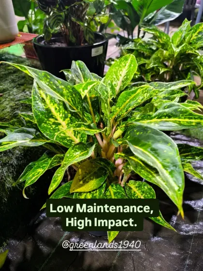 Low maintenance, high impact. This Aglaonema variety demonstrates how easy it can be to add impressive greenery to your home without a lot of fuss.