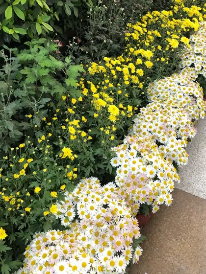 A closer look at the yellow and white Chrysanthemums. These flowers are hardy and provide long-lasting color for any garden setting.