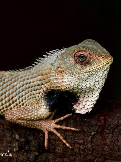 Creatures Great and Small photo 8