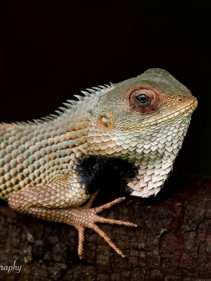 A close-up portrait of an Oriental Garden Lizard. The incredible detail of its scales and its calm, watchful eye are the focus of this shot.