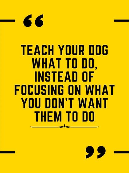 Many people think teaching tricks is just for show, but it's so much more. Teaching a simple "chin rest" is a foundation for stress-free grooming and vet visits. It's a functional skill that builds confidence and cooperation.