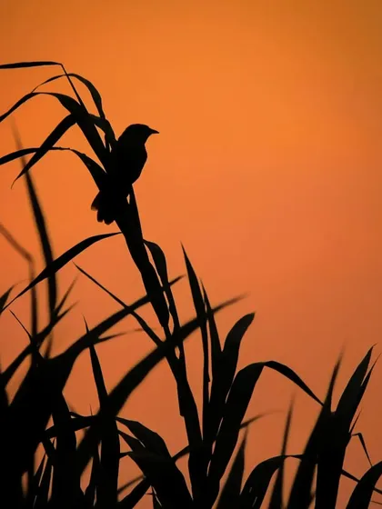A silhouette of a Jungle Babbler against a fiery orange sunset. I find silhouettes mysterious and exciting, and they are one of my favourite styles to shoot.