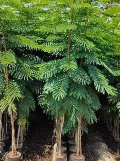 Another image of our healthy Gulmohar (Delonix regia) saplings, ready to be planted and grow into magnificent shade trees.