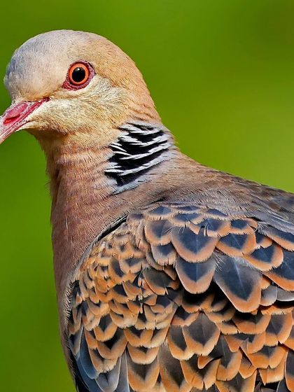 A portrait of a Turtle Dove, showcasing the intricate, scale-like pattern on its wings and the unique black-and-white striped patch on its neck.