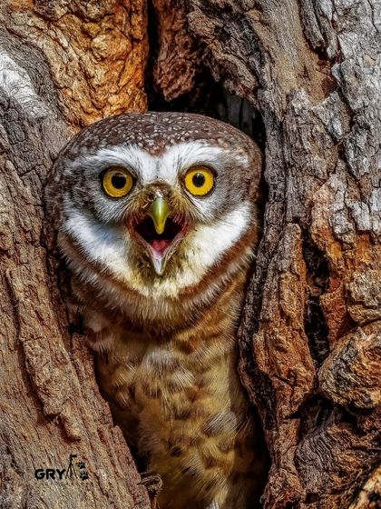 An expressive Spotted Owlet calling from its nest. Capturing vocalizations and expressions adds a dynamic layer to my wildlife portraits.