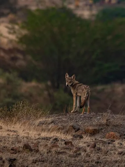 An Indian Wolf making a rare appearance at Bhigwan. Spotting elusive mammals like this is part of the thrill of my wildlife tours. We'll work on getting your camera settings right to nail these unexpected, once-in-a-lifetime shots.