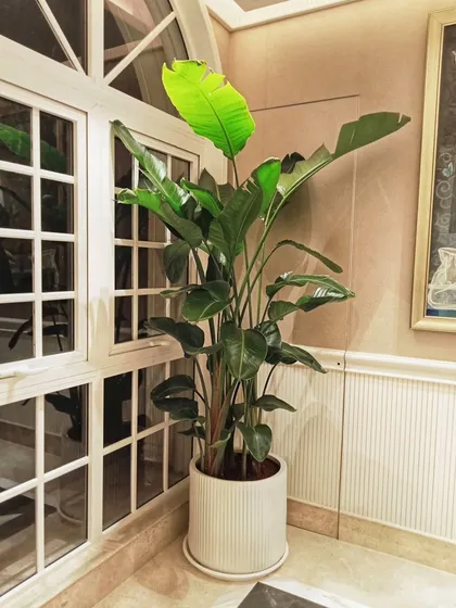 The Strelitzia Nicolai, or white Bird of Paradise, is a top favorite for a reason. Its large, tropical leaves create an instant resort-like feel, turning this simple corner by the window into a mini-paradise.