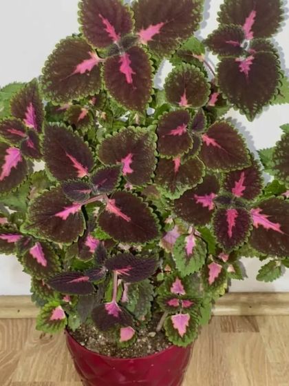 Another beautiful Coleus variety, showing how diverse the foliage can be. They grow fast and are easy to propagate.