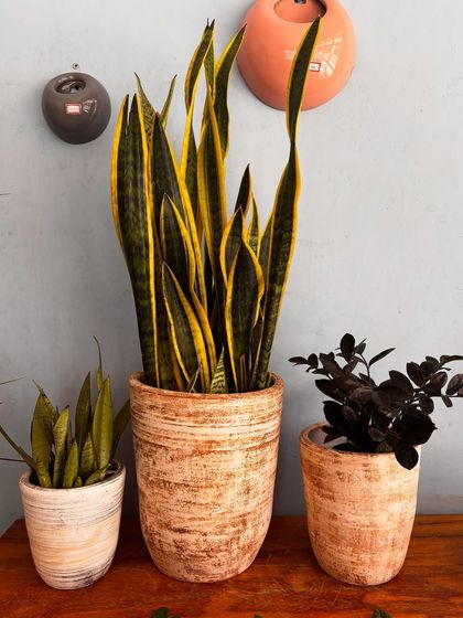 A trio of easy-care champions. We have a small Snake Plant, a tall variegated one, and a black ZZ plant, all in rustic, textured pots. Grouping them together creates a nice little plant family.
