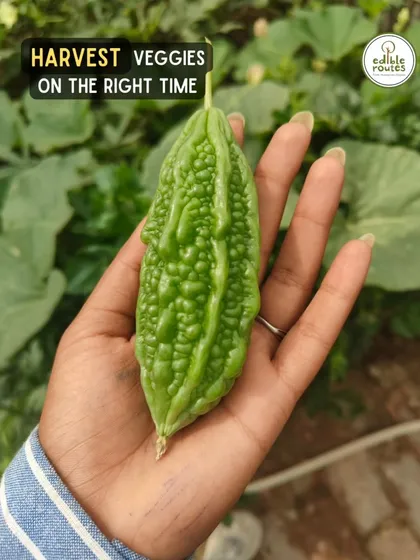 This is the result of our work: perfectly ripe, chemical-free vegetables, harvested at just the right time. This bitter gourd, grown in a client's city garden, is a small symbol of the freshness and quality we bring to your table.