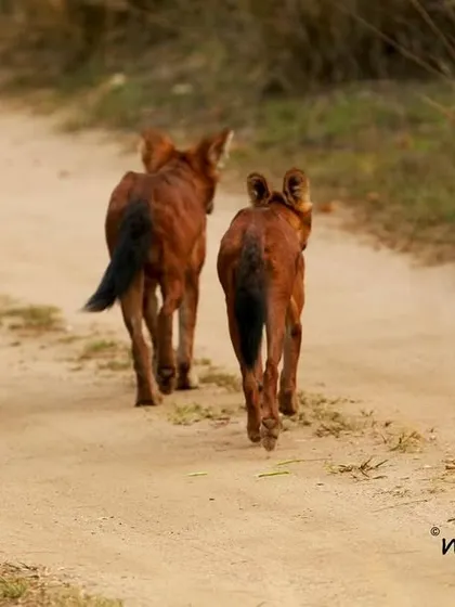 A pair of Dholes, or Indian Wild Dogs, trot down a jungle road. These highly social and efficient pack hunters are a rare and exciting sighting on any safari.