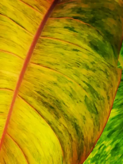 A macro shot of a Philodendron Orange Marmalade leaf, highlighting its stunning color transition from bright orange to mottled green. This is a perfect example of the unique and colorful foliage I offer.
