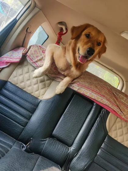 Aage dekhun ya peechhe? This Golden Retriever is having a hard time deciding where to look, enjoying his perch on the back seat.