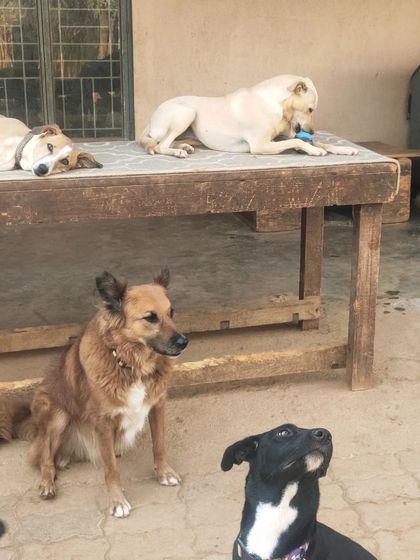 Wagg City - Cage-Free Dog Boarding & Daycare Meet the Pack photo 14