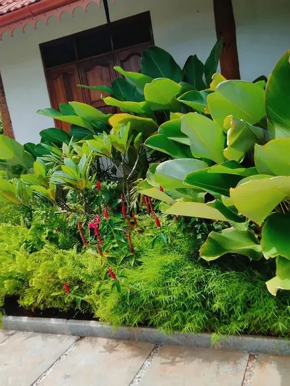 We turned this small patch of land next to a house into a dense tropical garden. By layering plants with large leaves like Calathea and smaller ferns, we created a lush, low-maintenance paradise that adds life and color to the home's exterior.